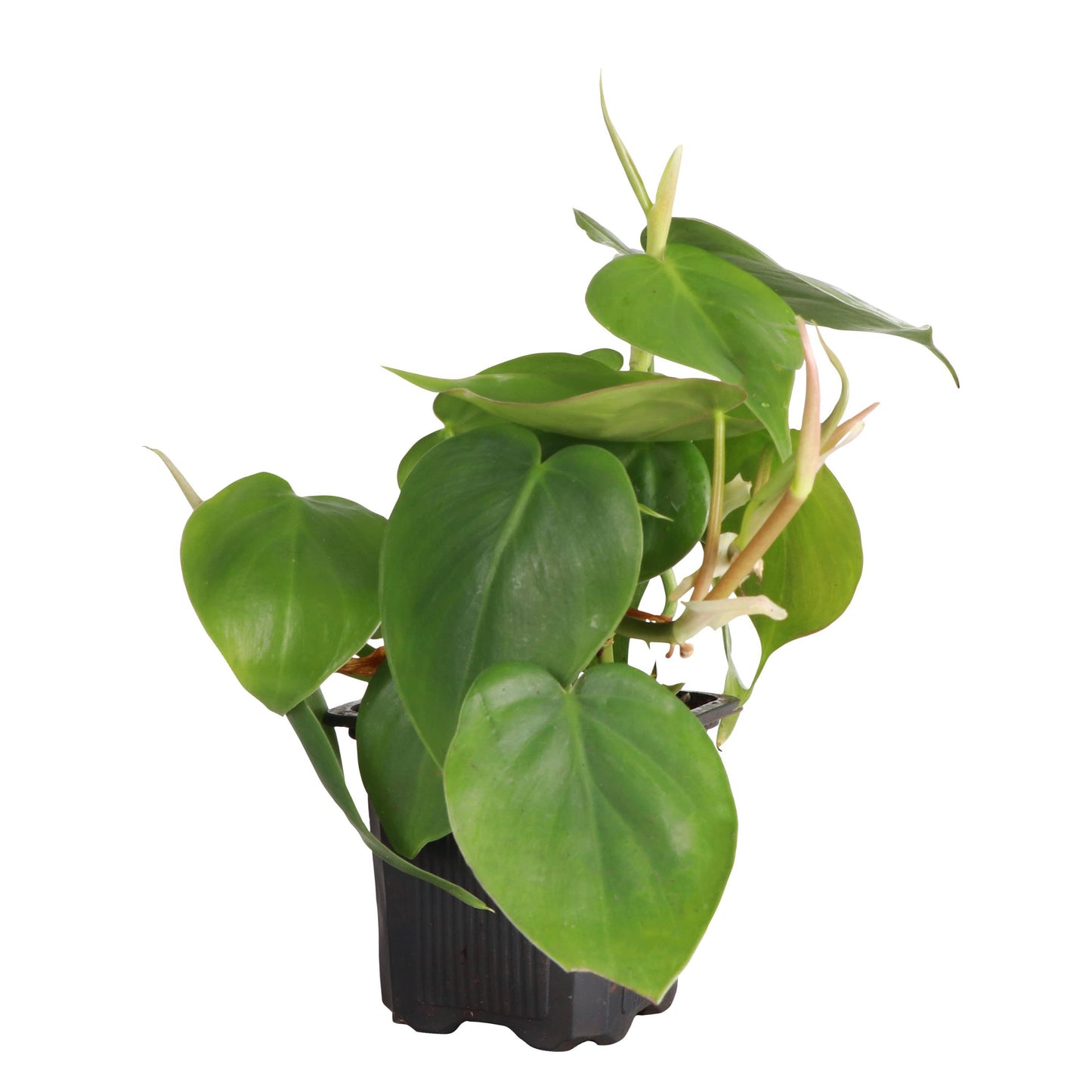 Heartleaf Philodendron