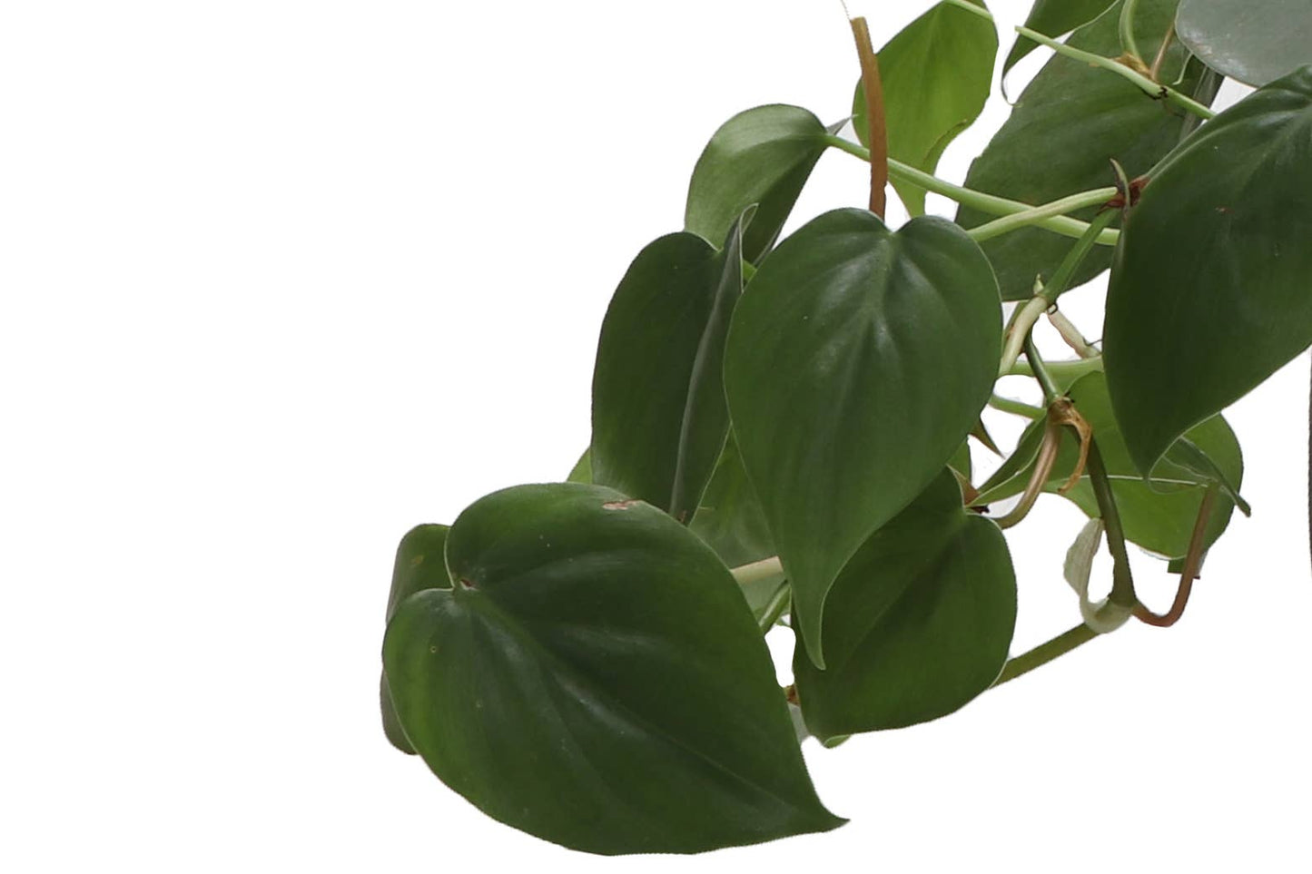 Heartleaf Philodendron