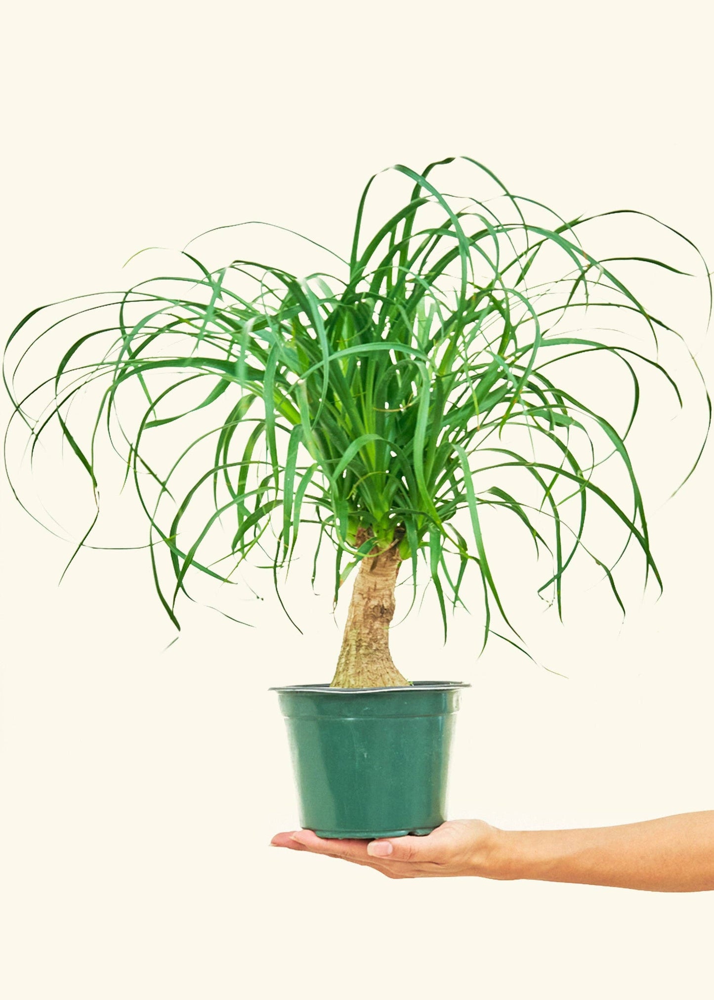 Ponytail Palm (4" or 6" Pot)