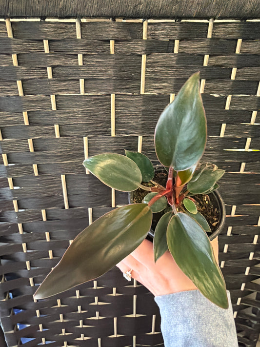 Red Congo Philodendron 4in