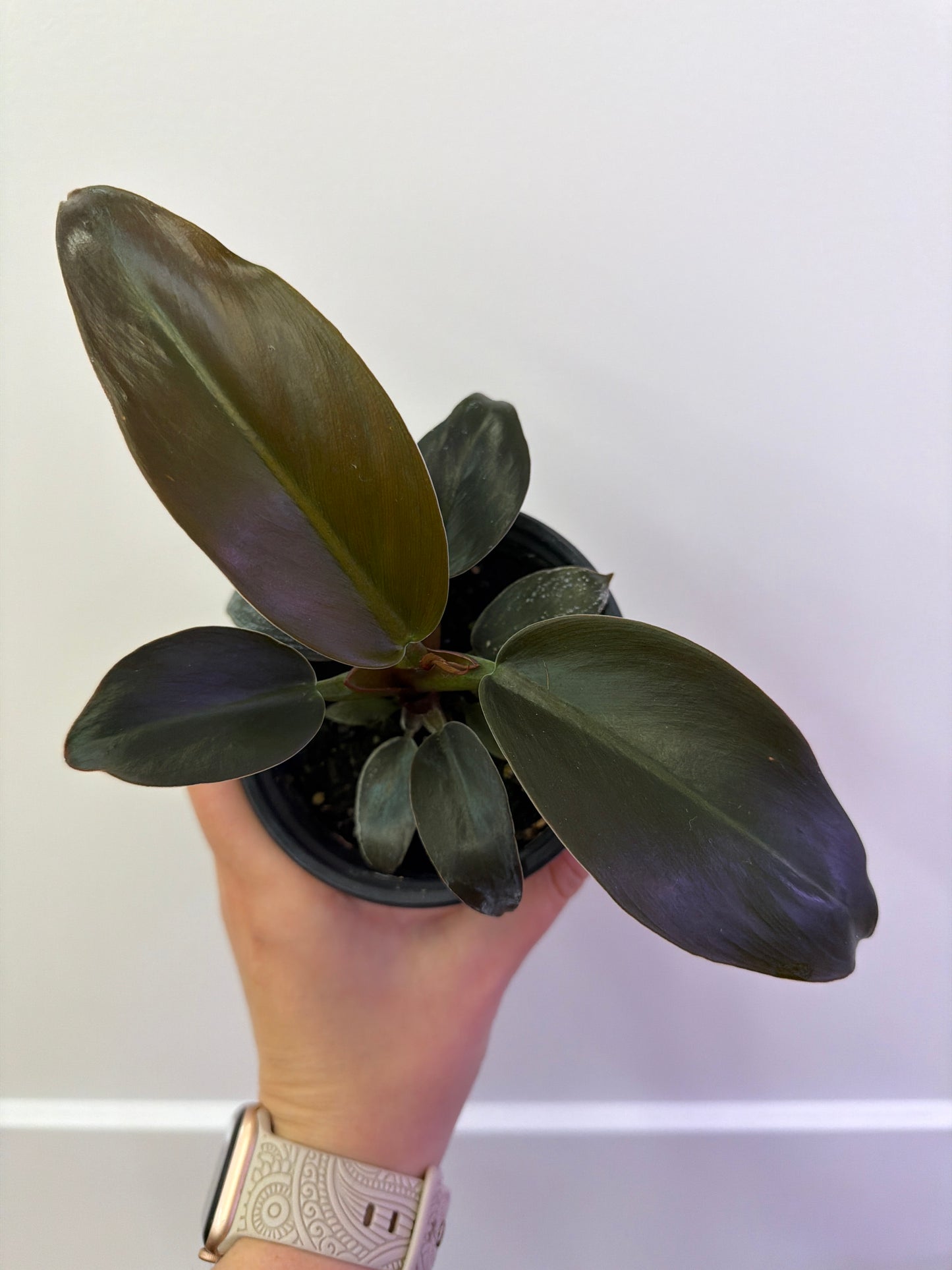Imperial Red Philodendron 4in