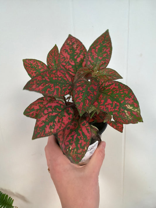 Red Splash Plant 4in
