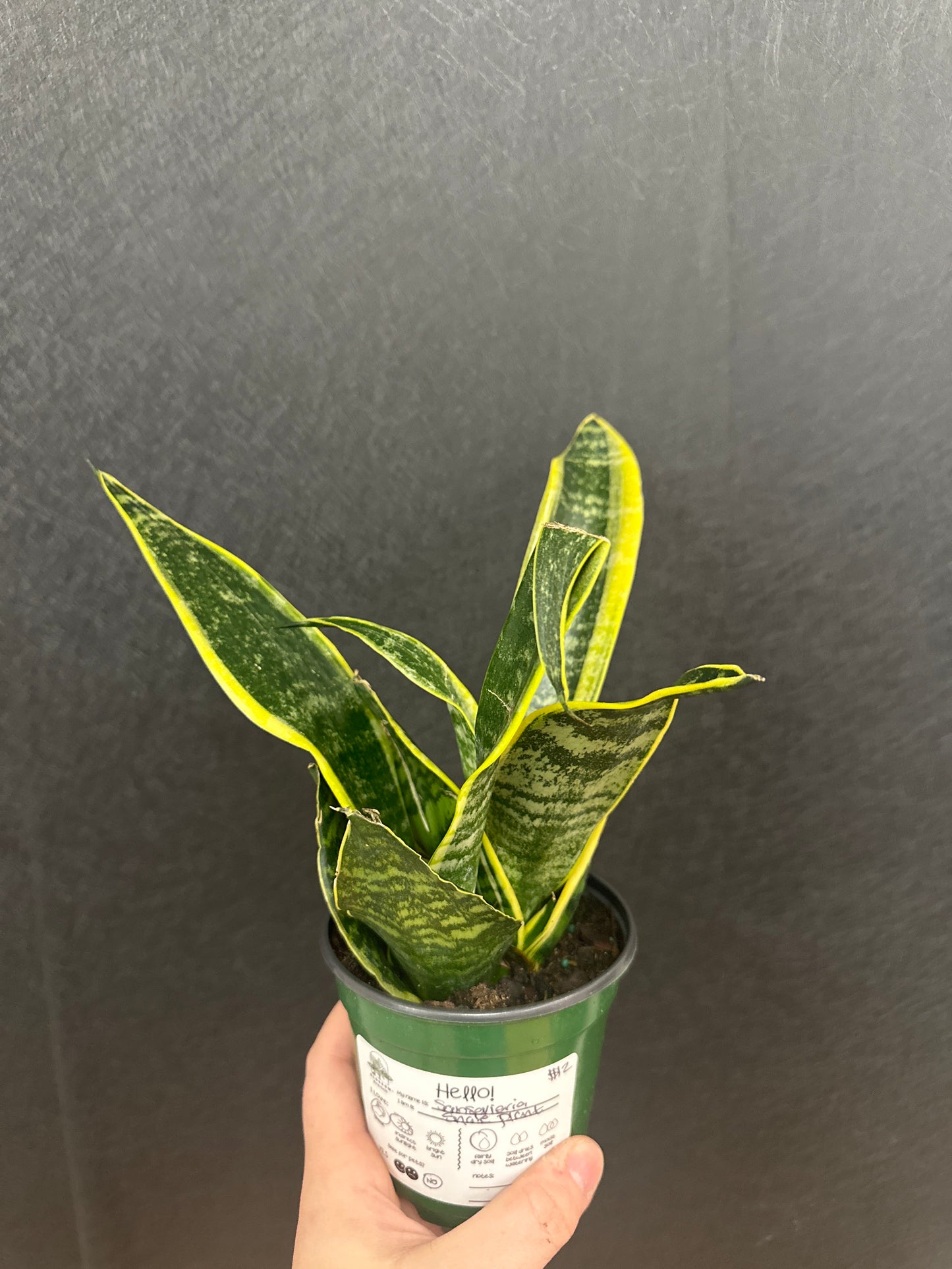 Sanservieria Snake Plant- 4in