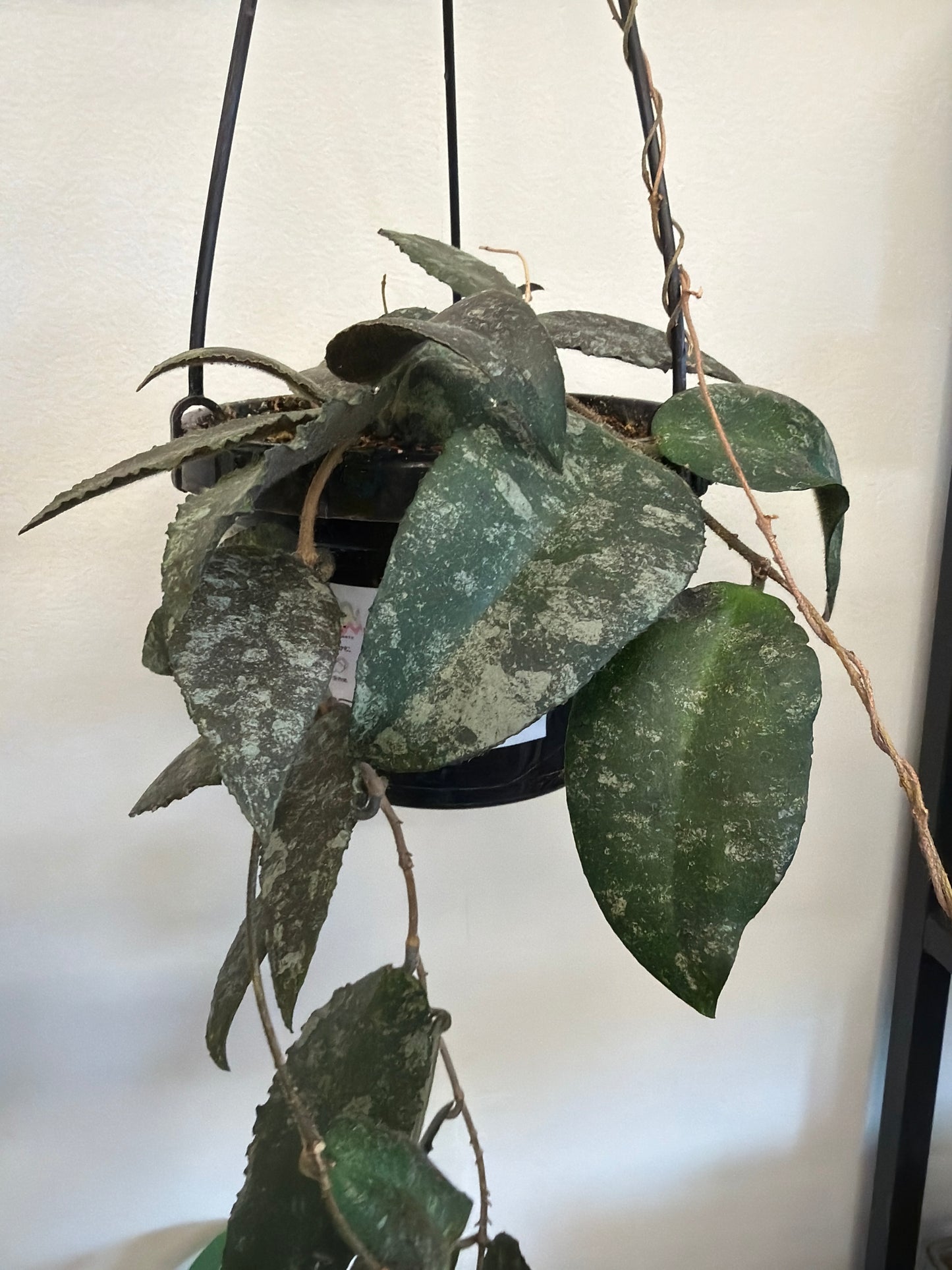 Hoya Caudata Sumatra 6in