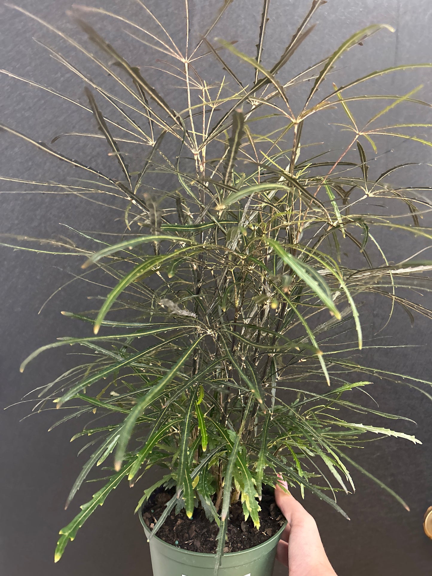 Aralia Elegantissima 6in