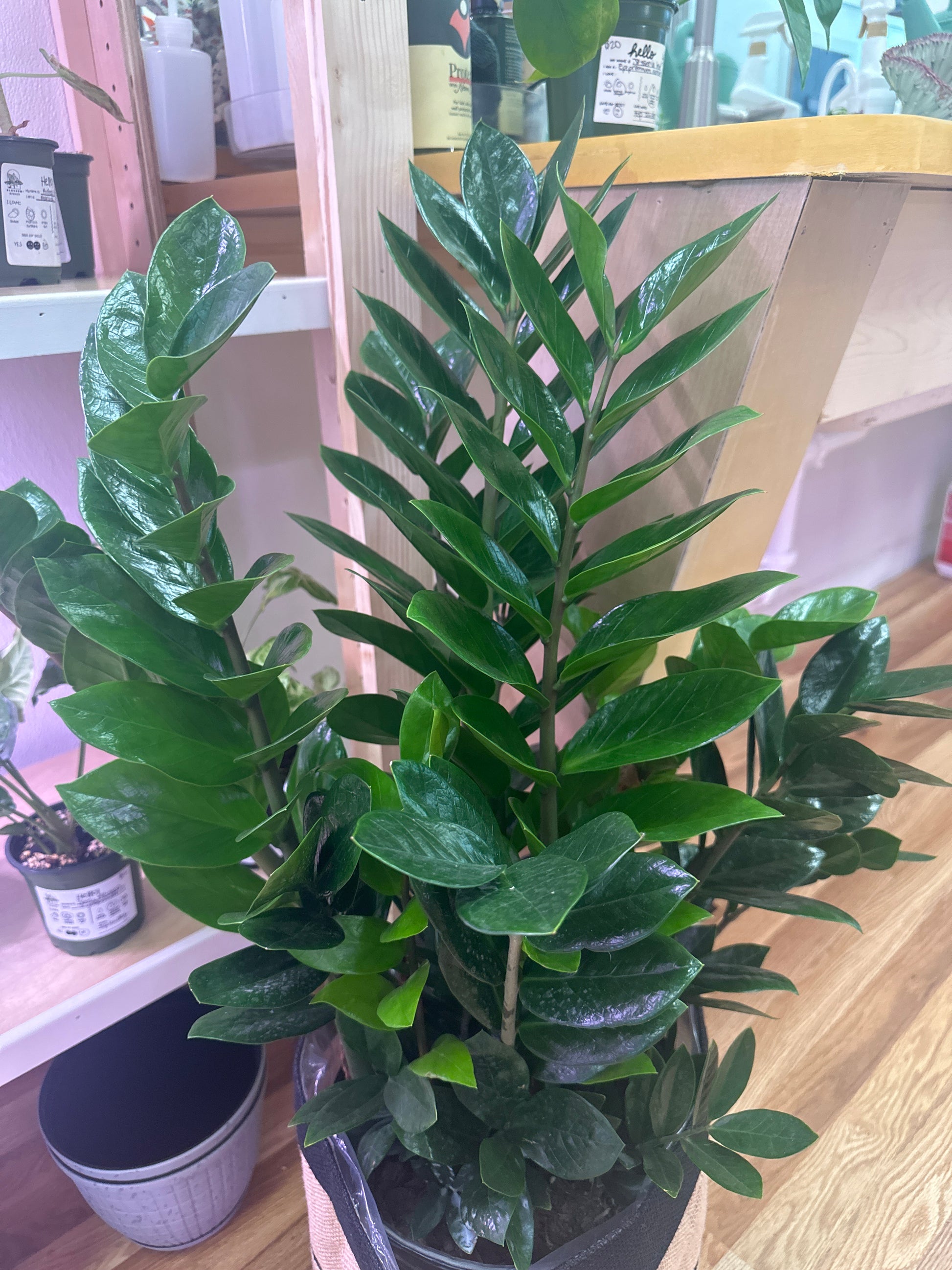 zz plant blossom ZZ Plant -2gallon Pot – Blossom + Branch Houseplants