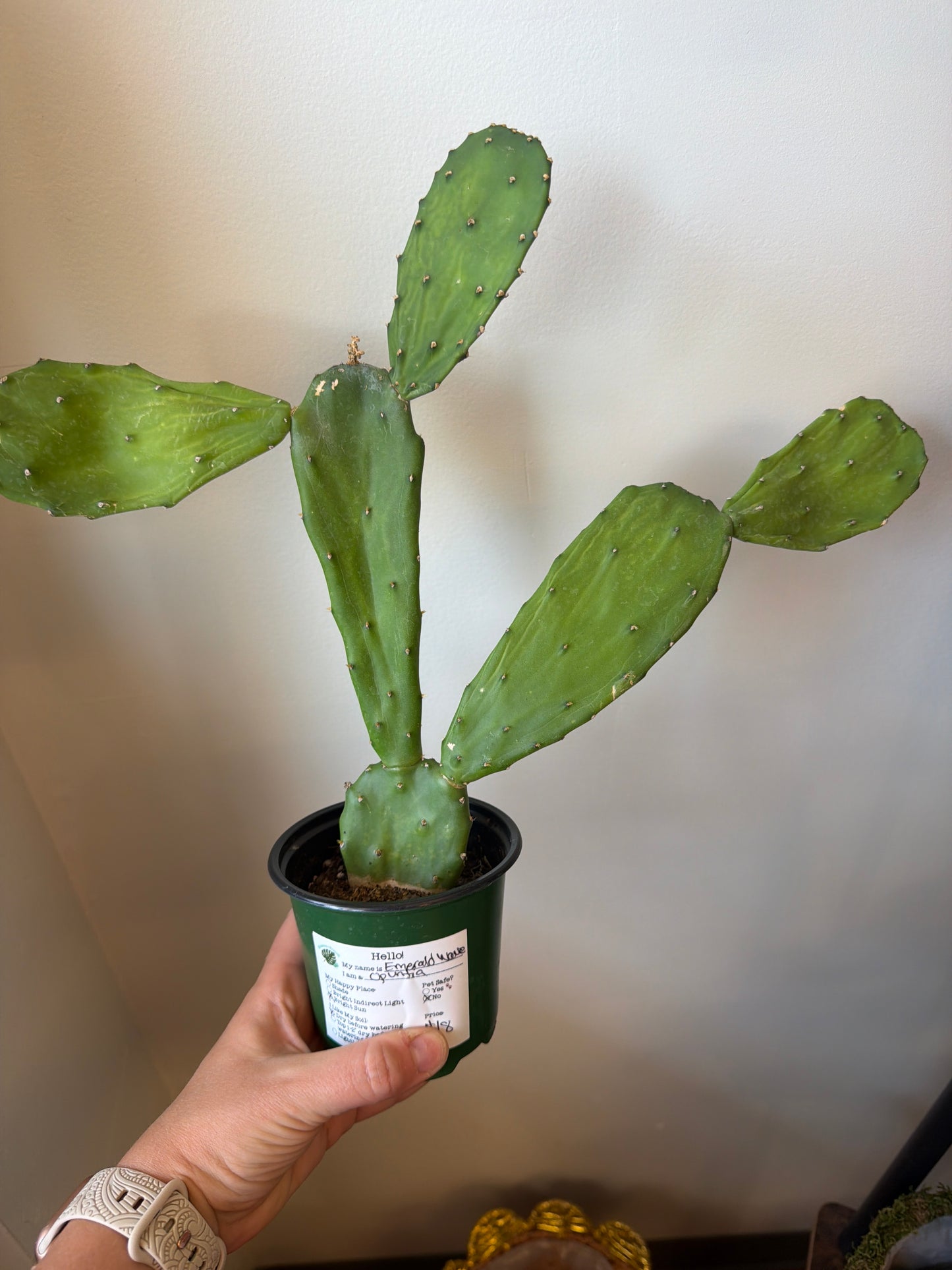 Emerald Wave Cactus 4in