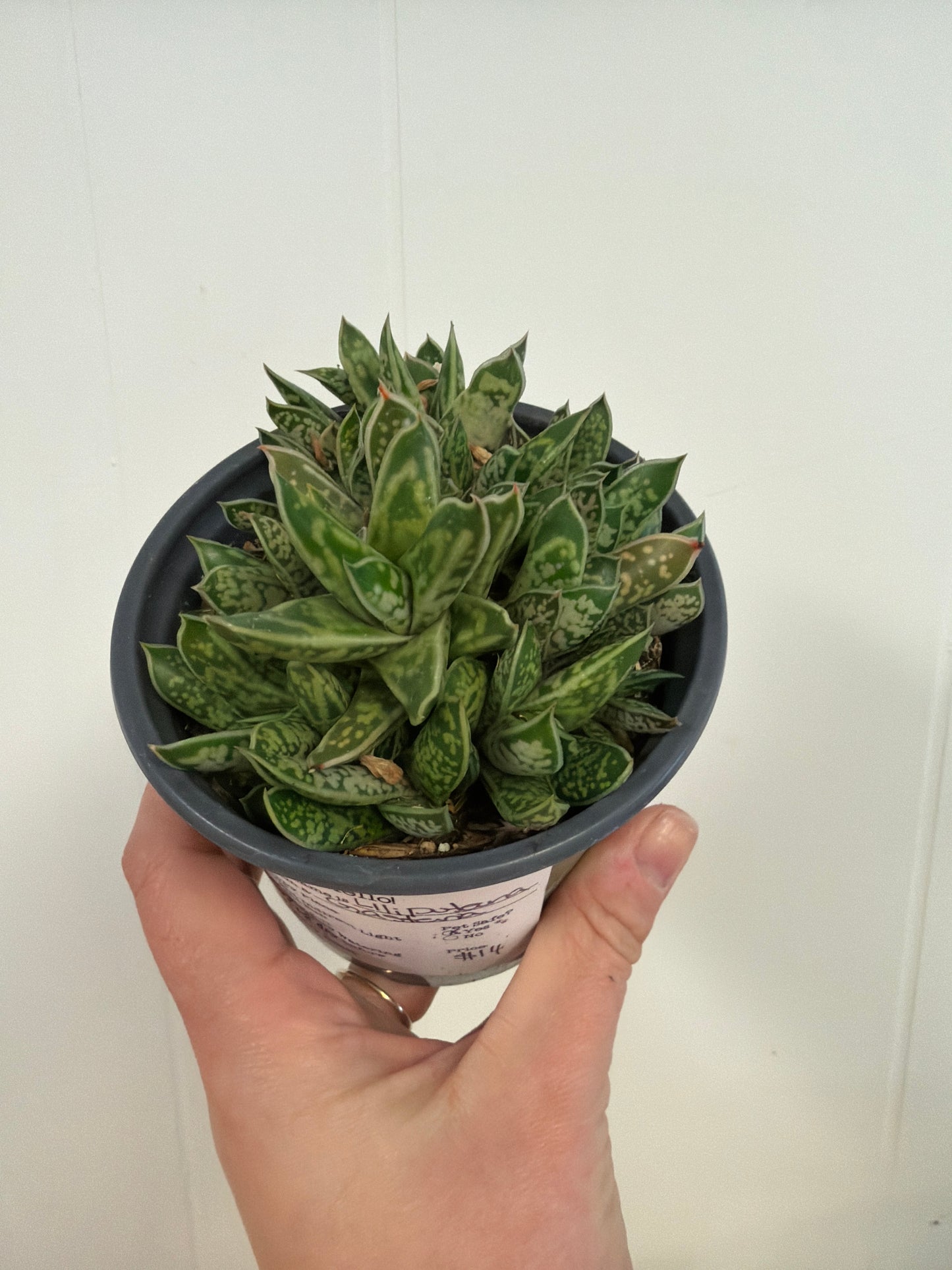 Liliputana Gasteria 4in