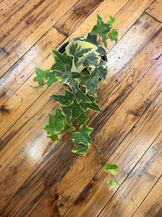 Ivy Assorted, 4in