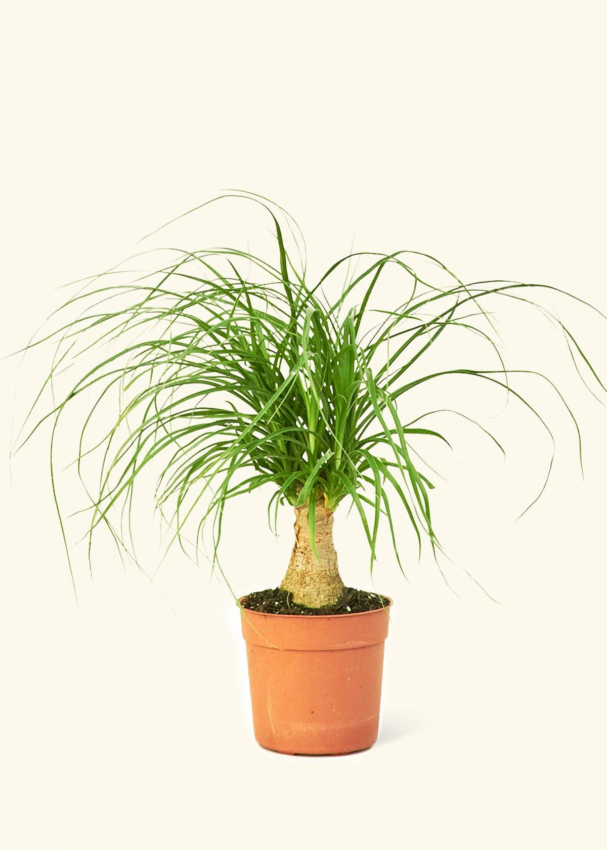 Ponytail Palm (4" or 6" Pot)