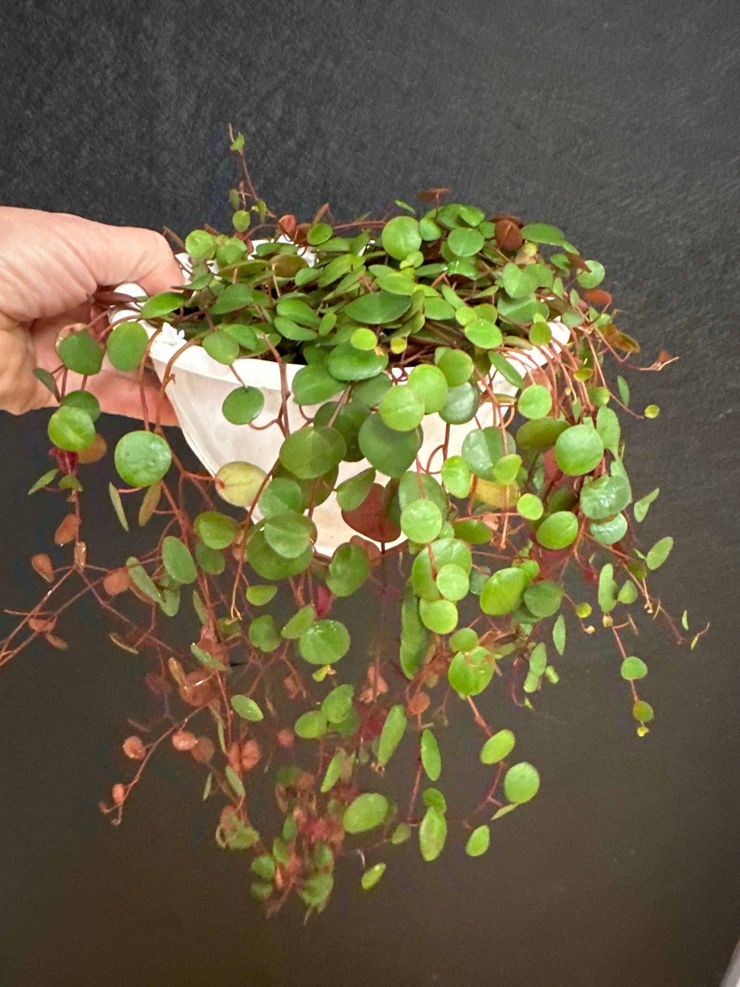Pepper spot Peperomia