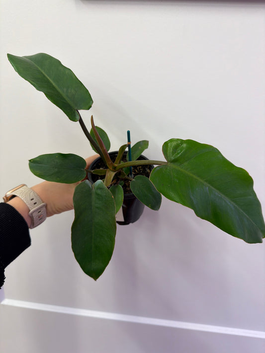 Jungle Fever Philodendron 4in
