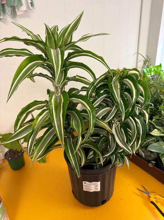 Kanzi Dracaena 10in