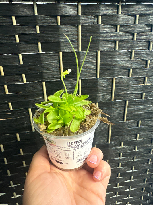 Butterwort Pinguicula Primuliflora 3in