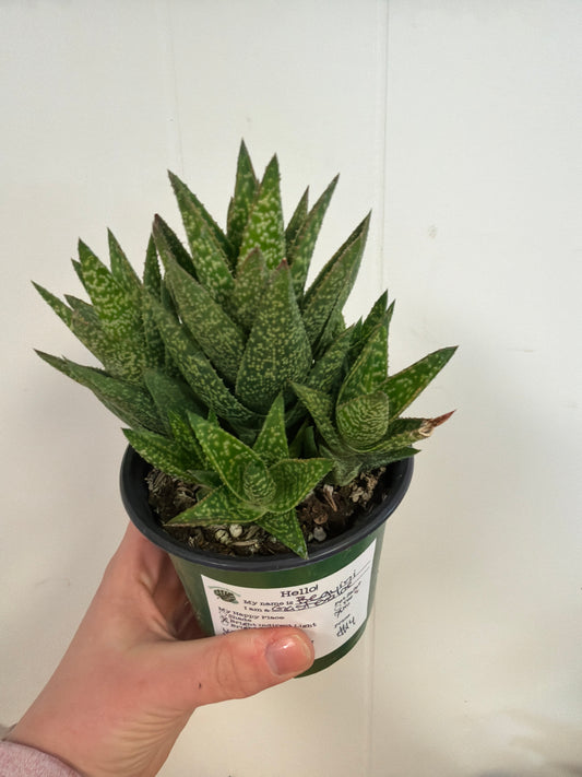 Beguini Gasteraloe 4in