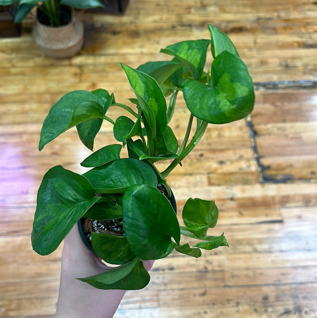 Global Green Pothos