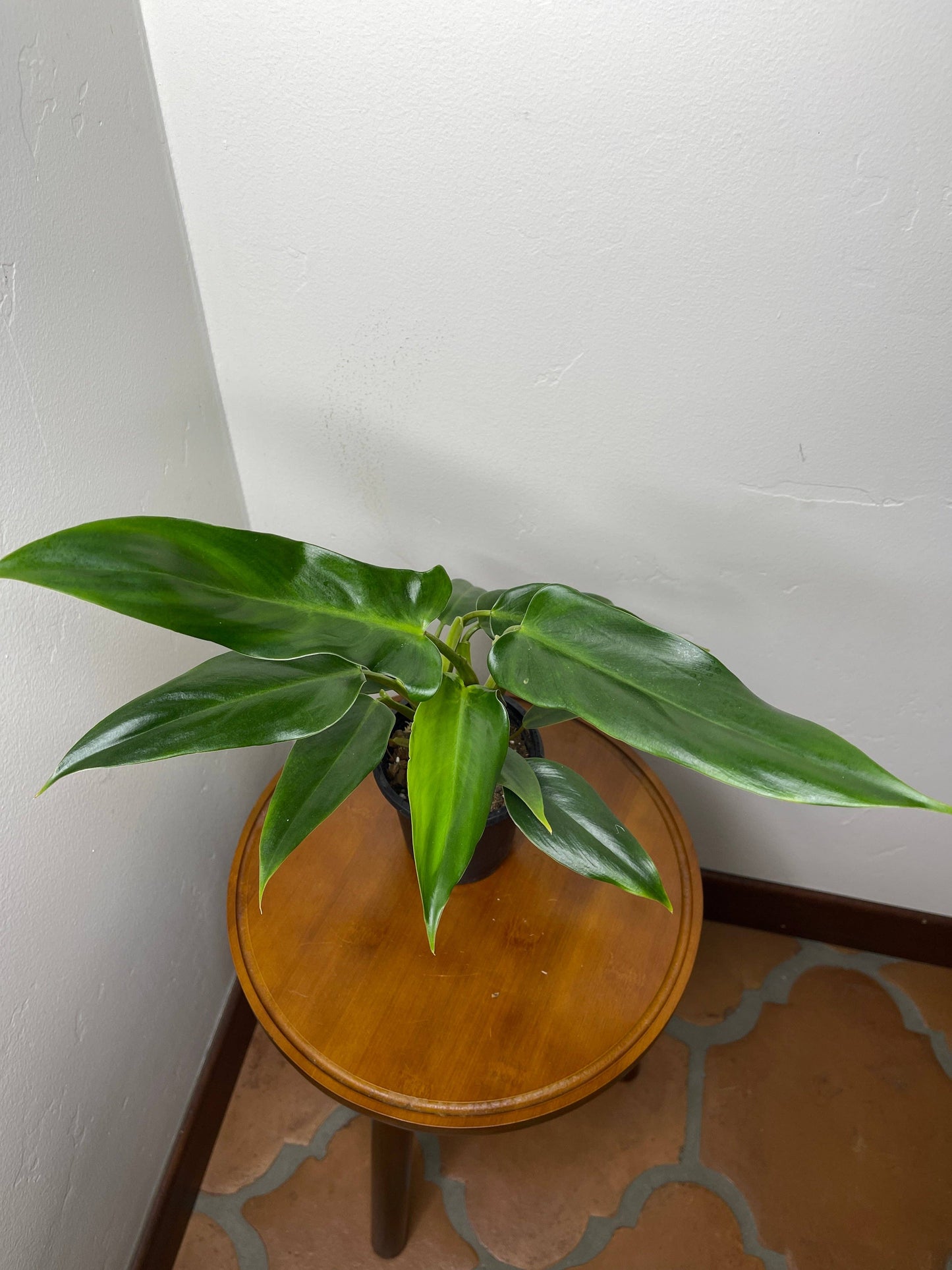 Philodendron Mexicanum 'Latisagittum'