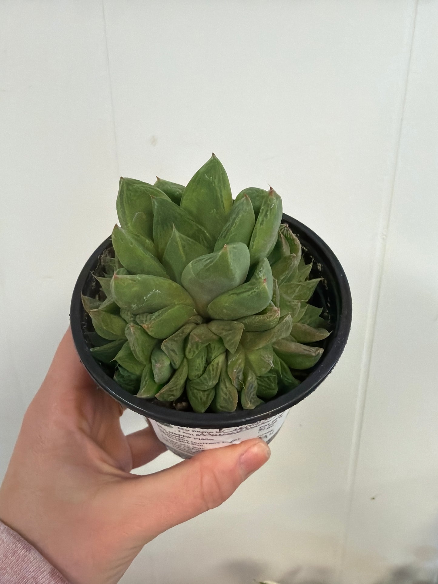 Cymbiformis Haworthia