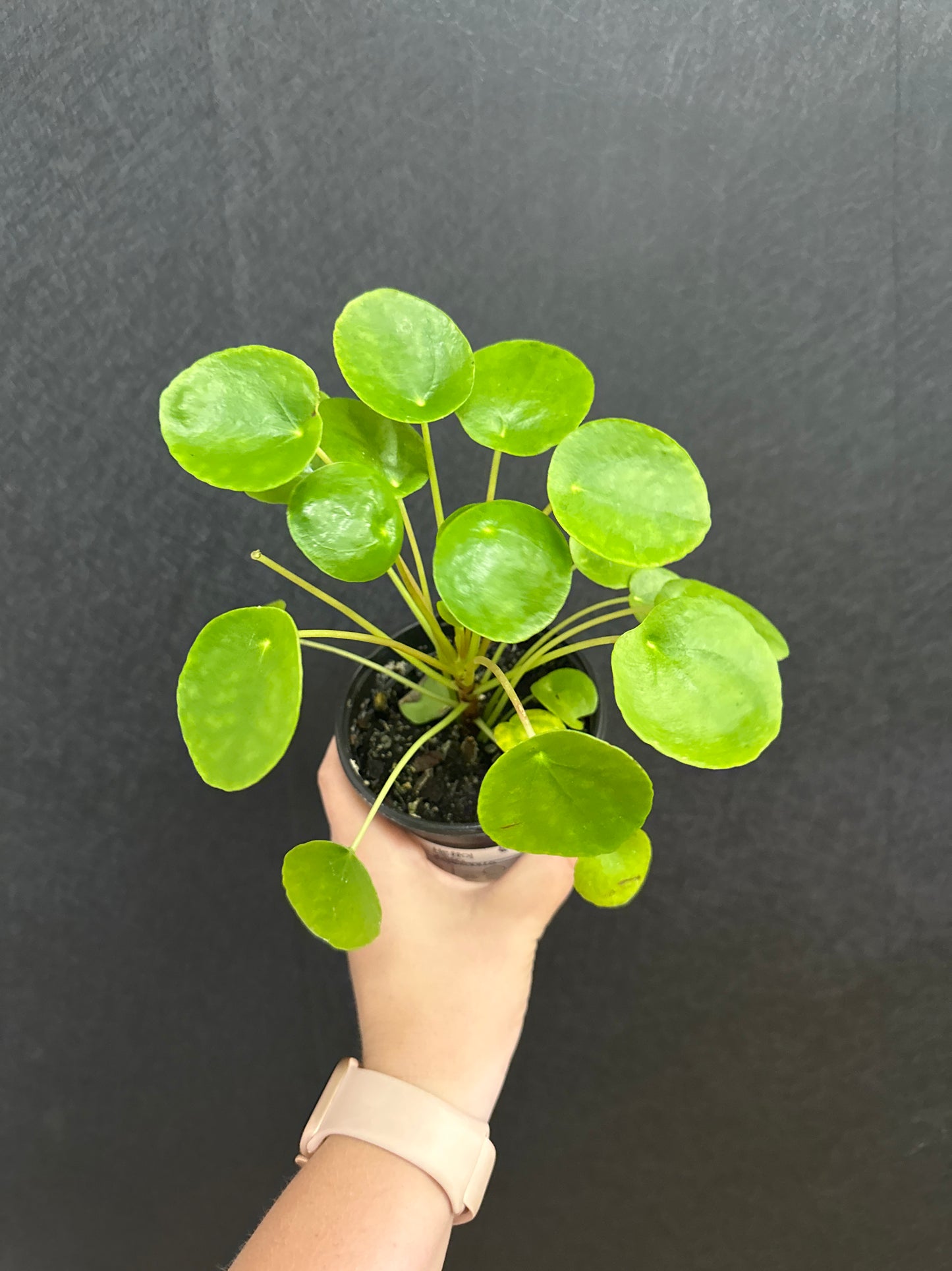 Pilea Pepermonia 4in