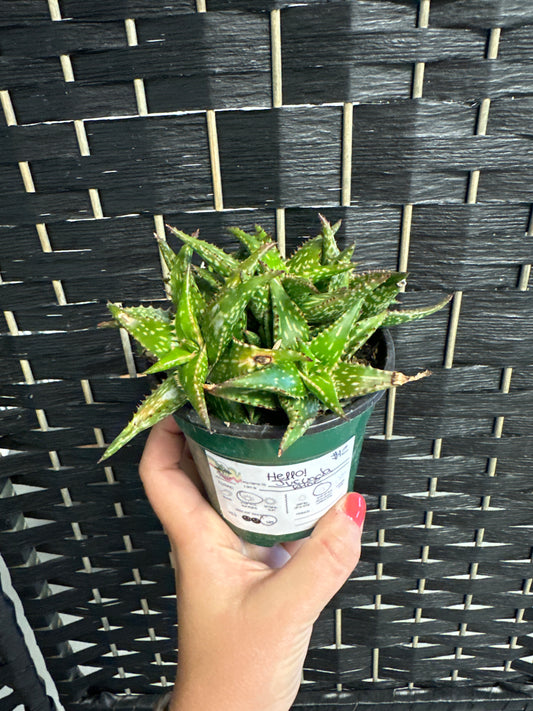 Jucinda Aloe 4in