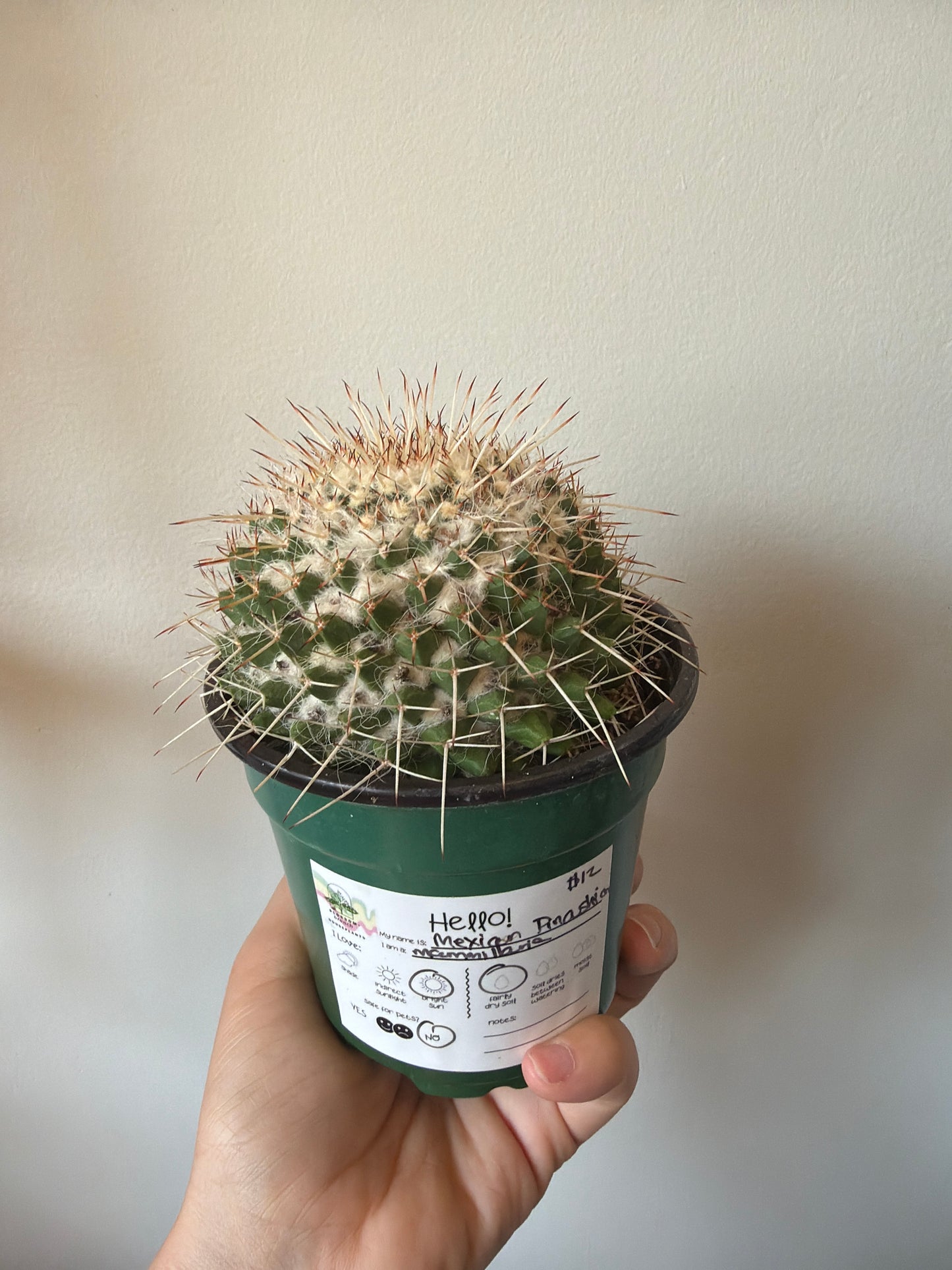 Mexican Pincushion Cactus 4in