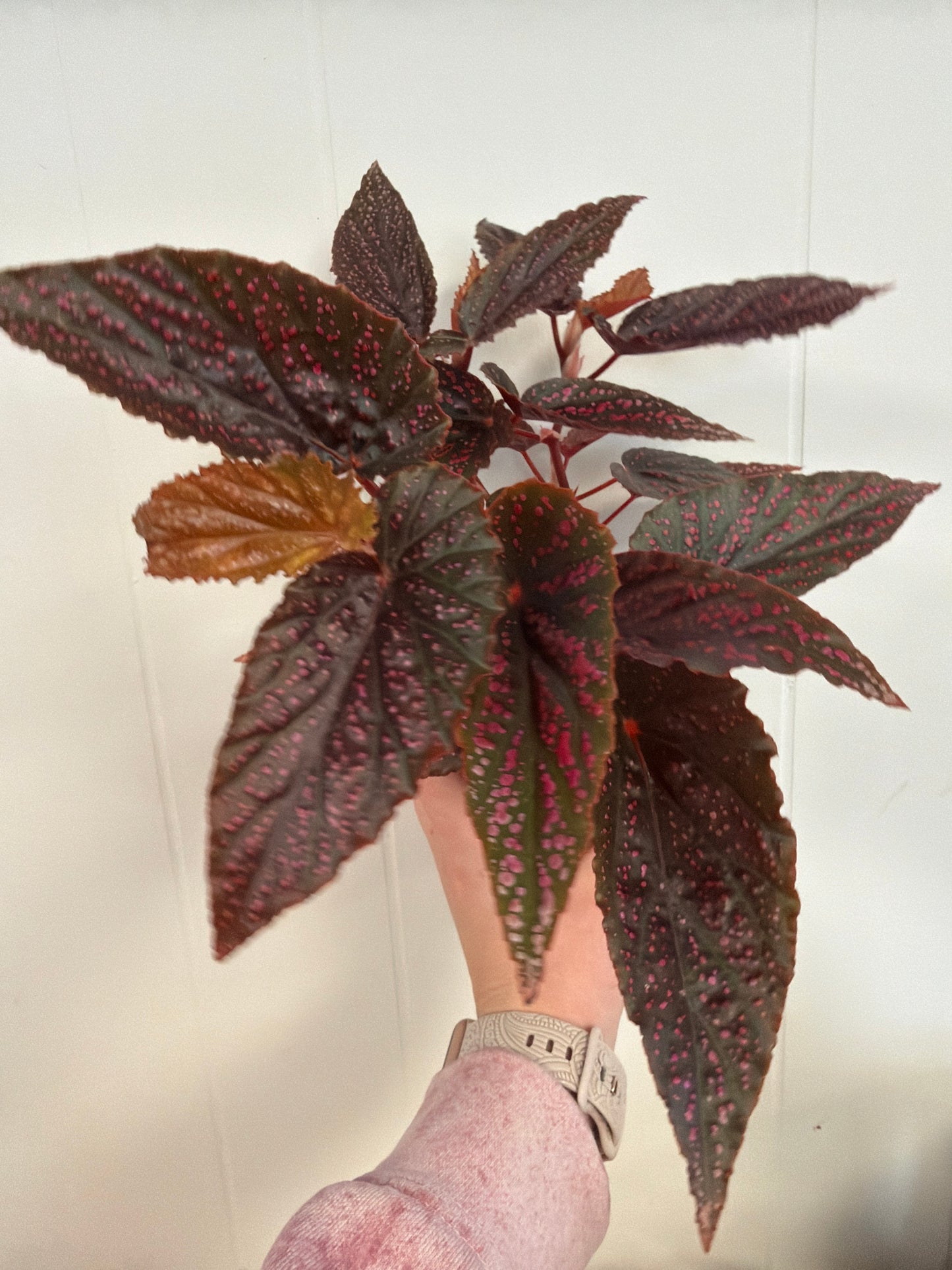 Pink Spot Begonia 4in