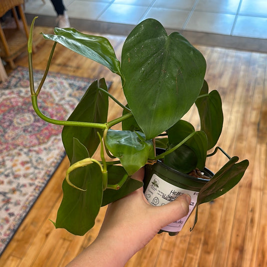 Heartleaf Philodendron