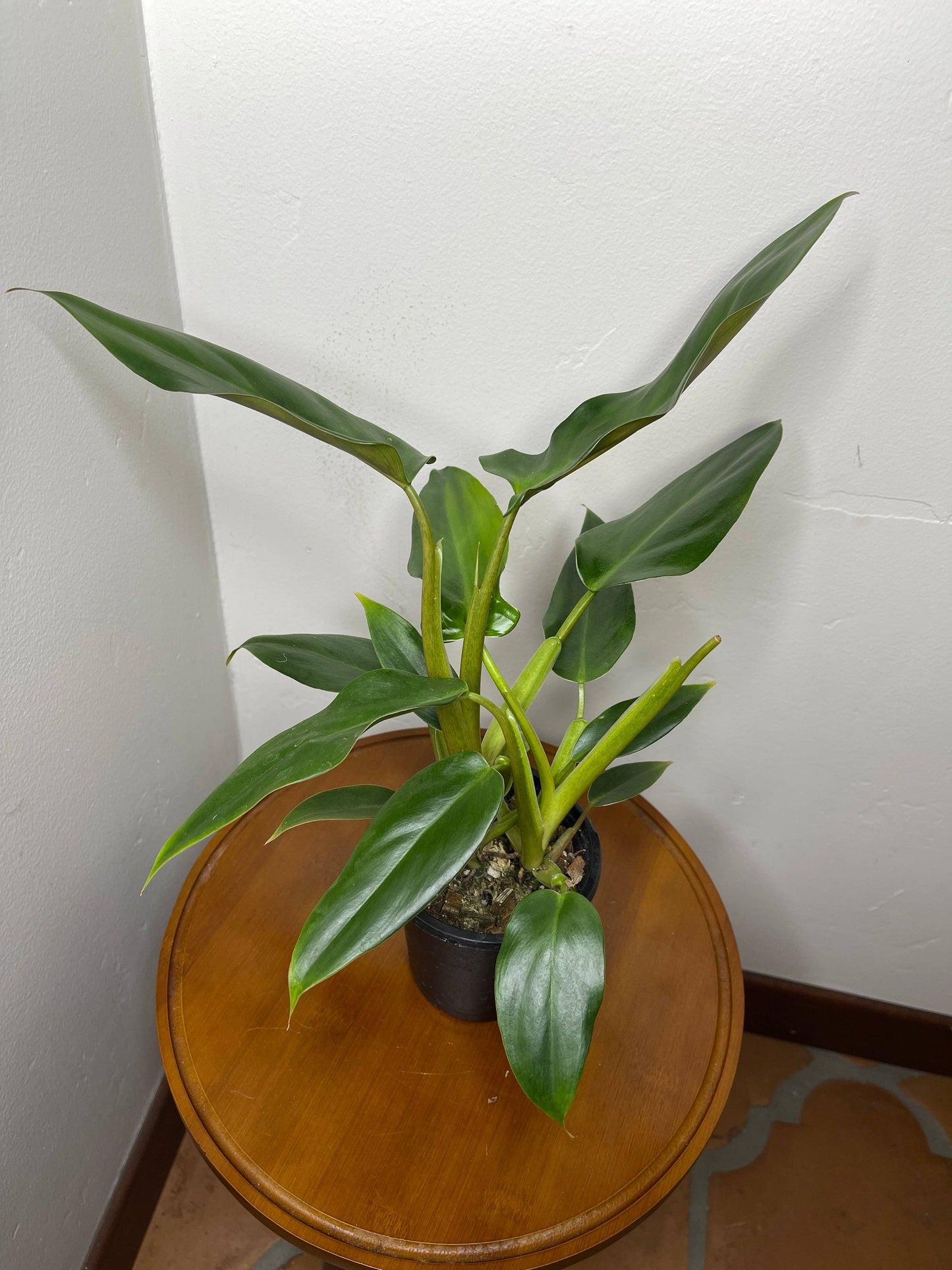 Philodendron Mexicanum 'Latisagittum'