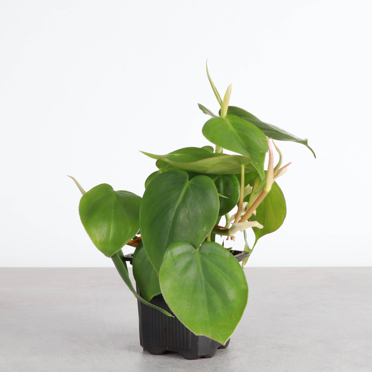 Heartleaf Philodendron