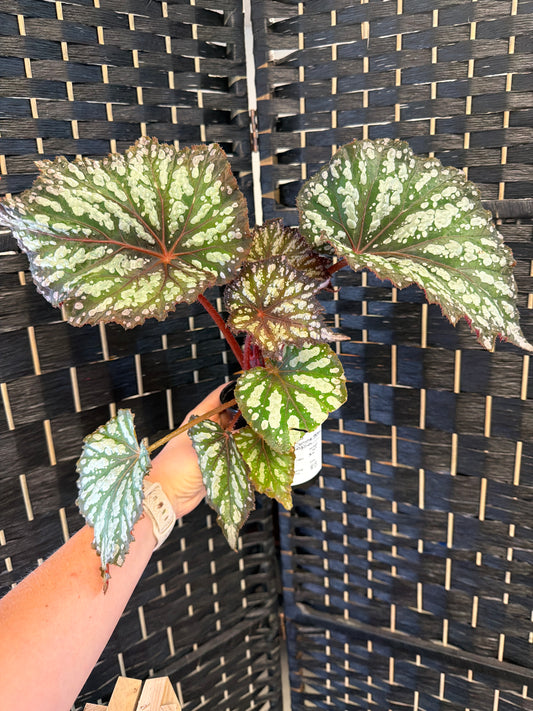 Summer Storm Begonia 4in