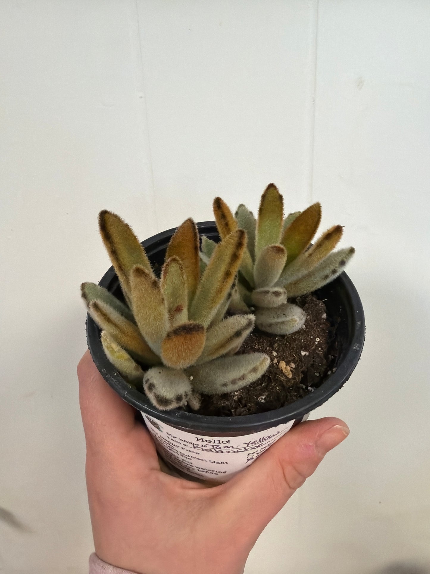 Tom. Yellow Kalanchoe 4in