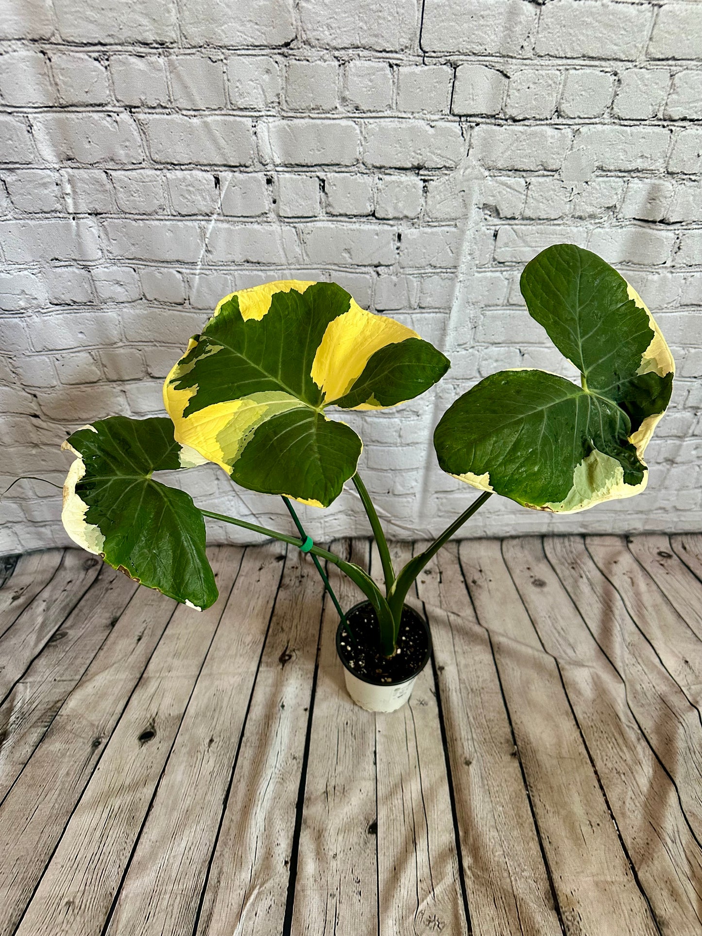 Alocasia Mickey Mouse, Var. 5in