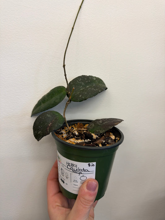 Hoya Caudata 4in