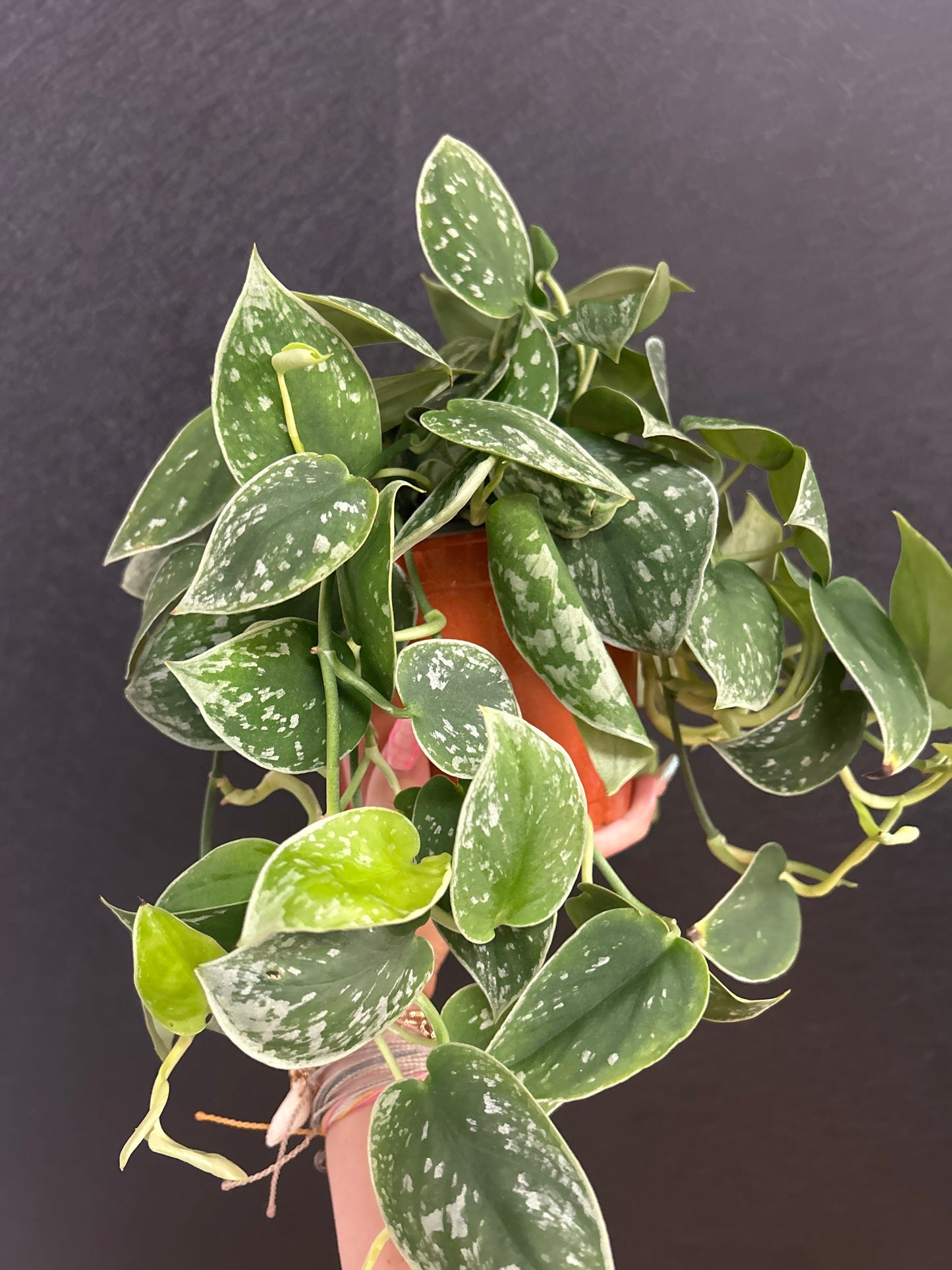 Satin Pothos 6in