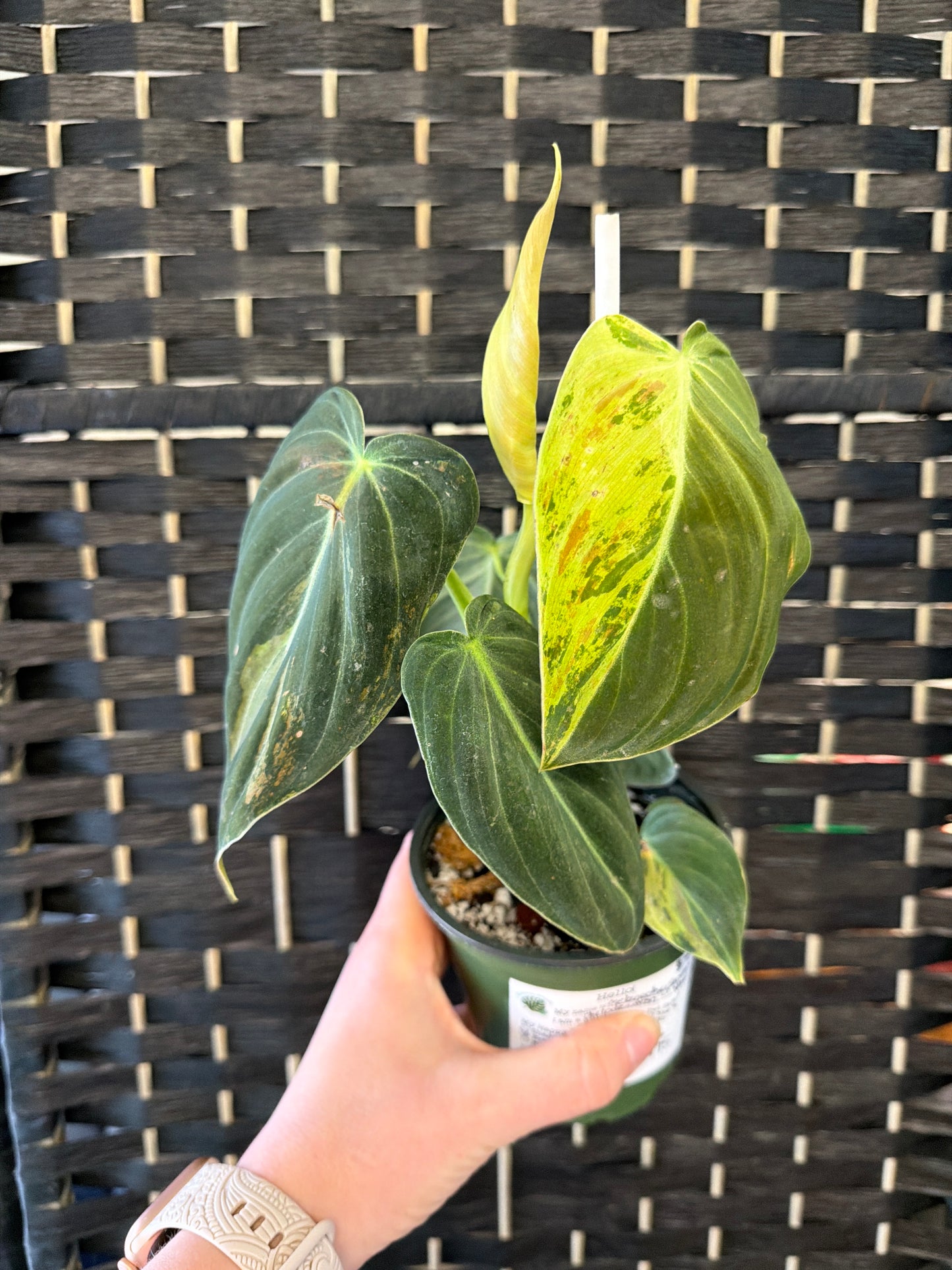 Philodendron Melanochrysum Variegated 4in