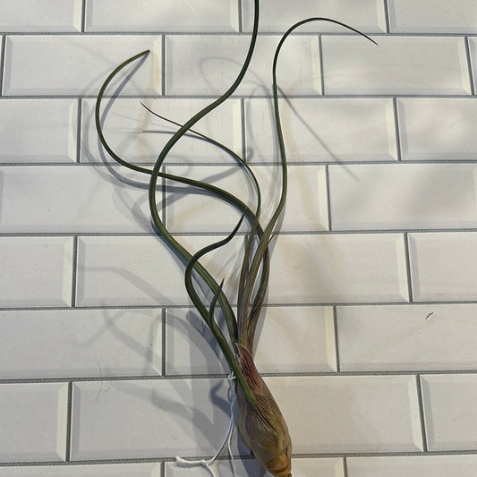 Tillandsia Bulbosa Belize