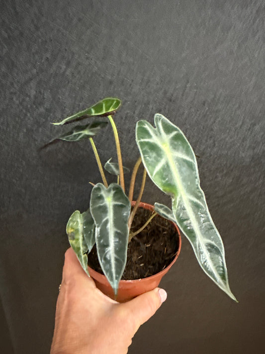Alocasia  Bambino 4in