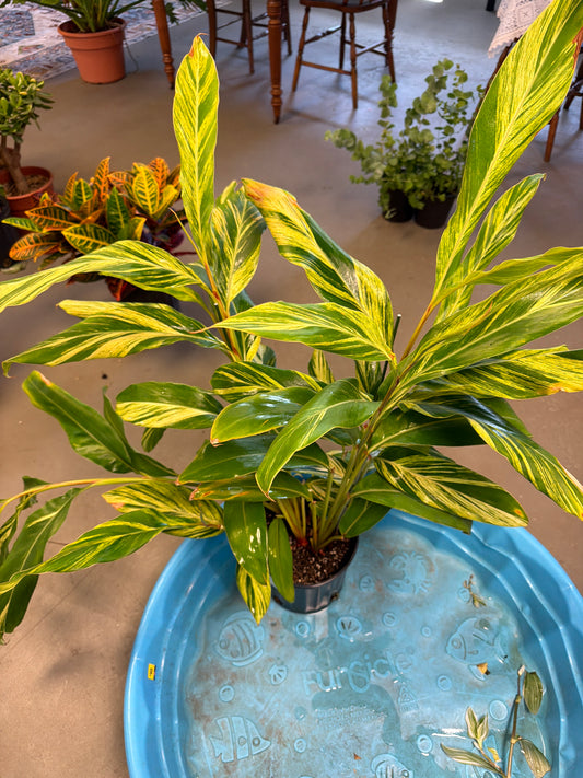Variegated Ginger, 2 Gallon