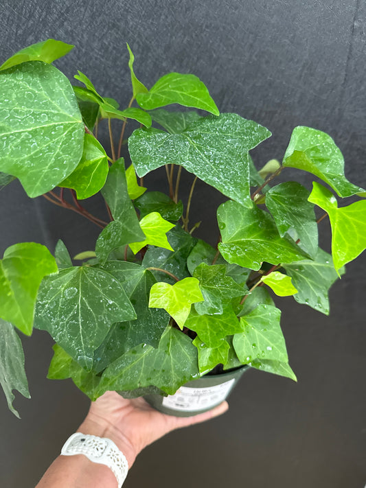 Algerian Ivy