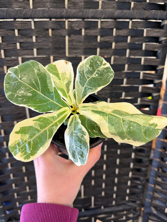 Fiddle Leaf, Variegated 4in