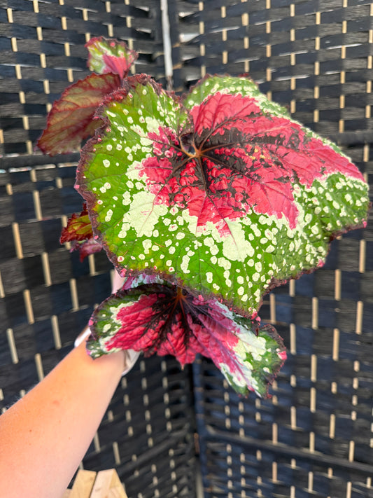 St. Nick Begonia 4in