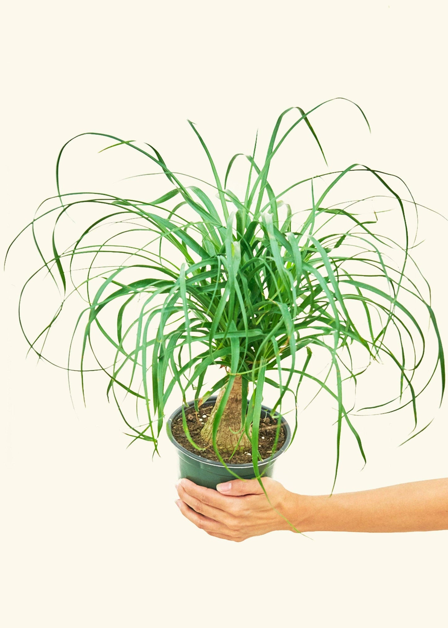 Ponytail Palm (4" or 6" Pot)