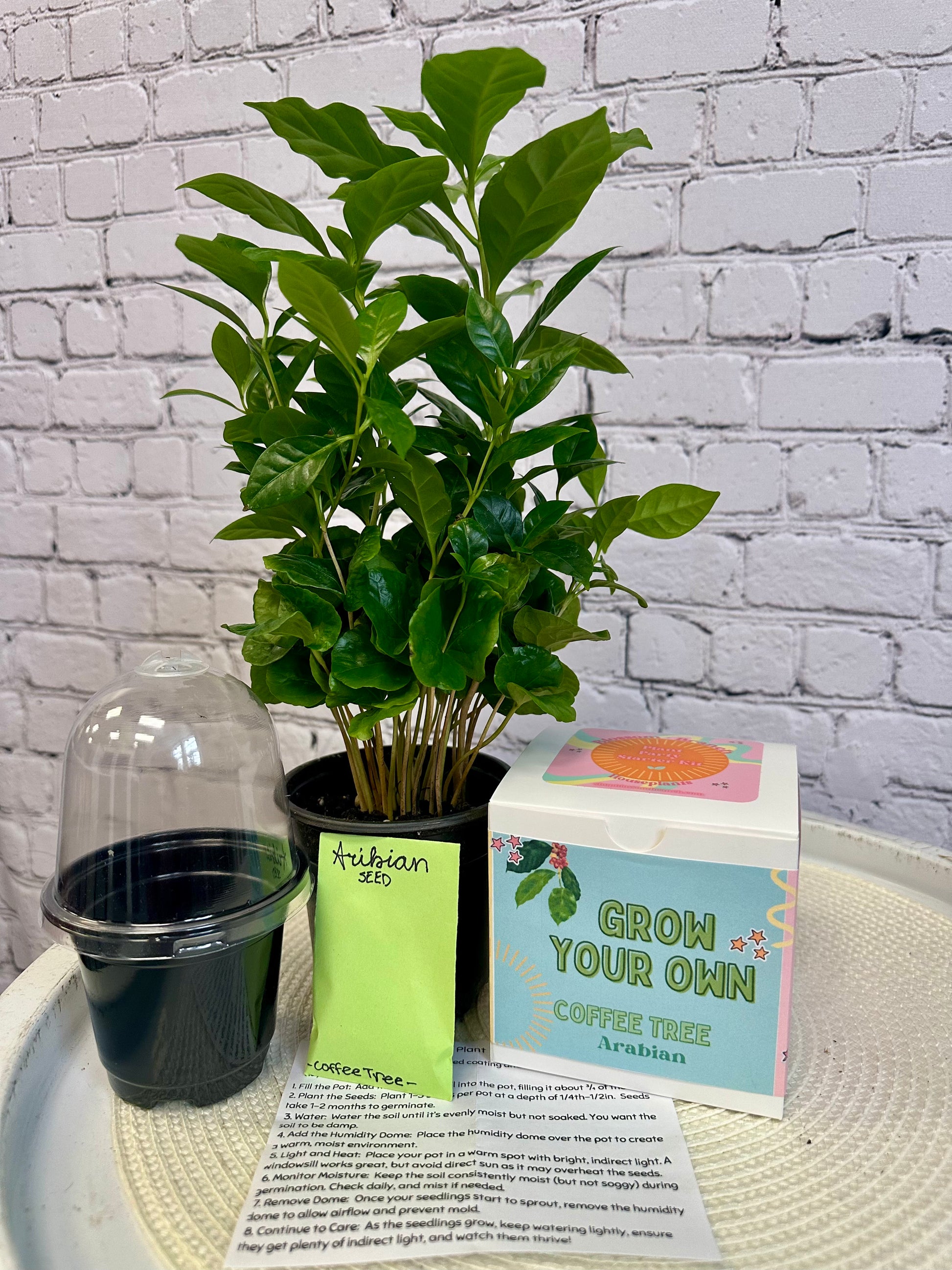 grow your own pot plant Grow Your Own Kit: Coffee Tree