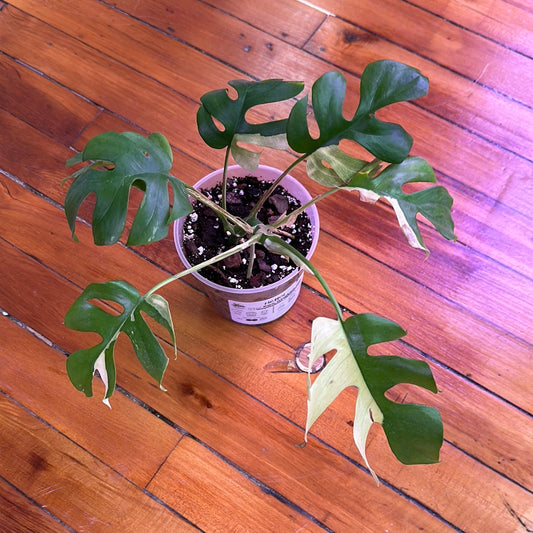 Mini Monstera Var. Rhaphidophora Tetrasperma