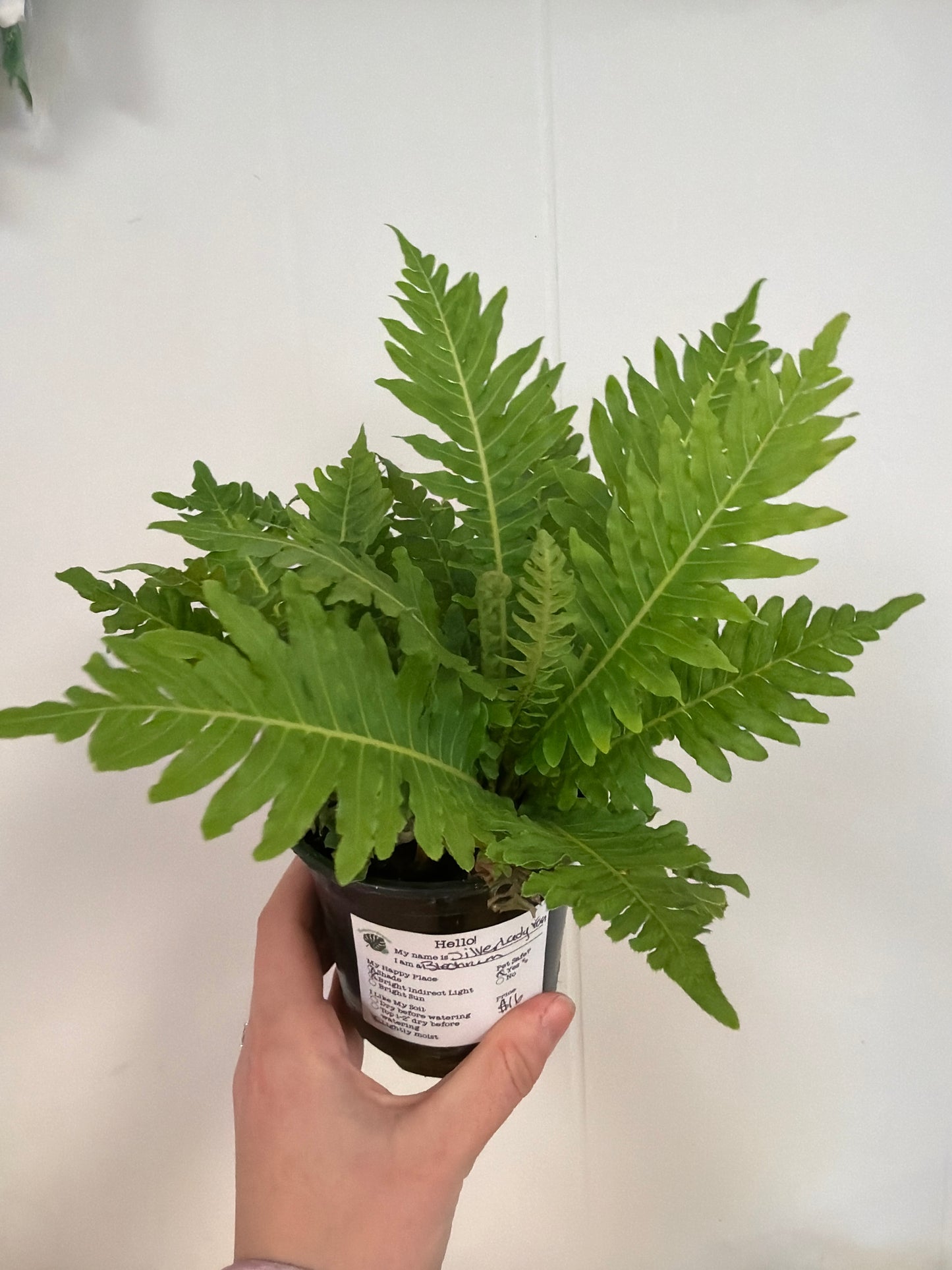 Silver Lady Fern 4in
