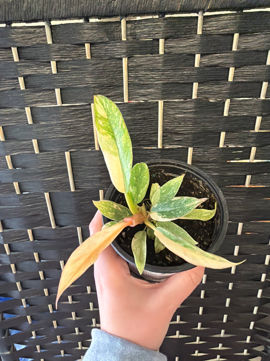 Ring of Fire, Var. Philodendron 4in