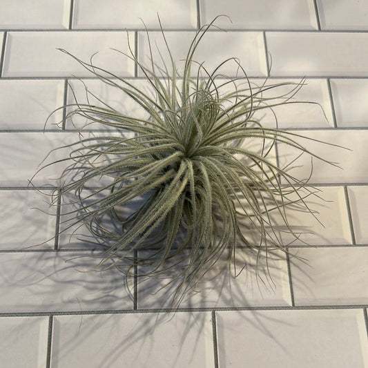 Tillandsia Tectorum