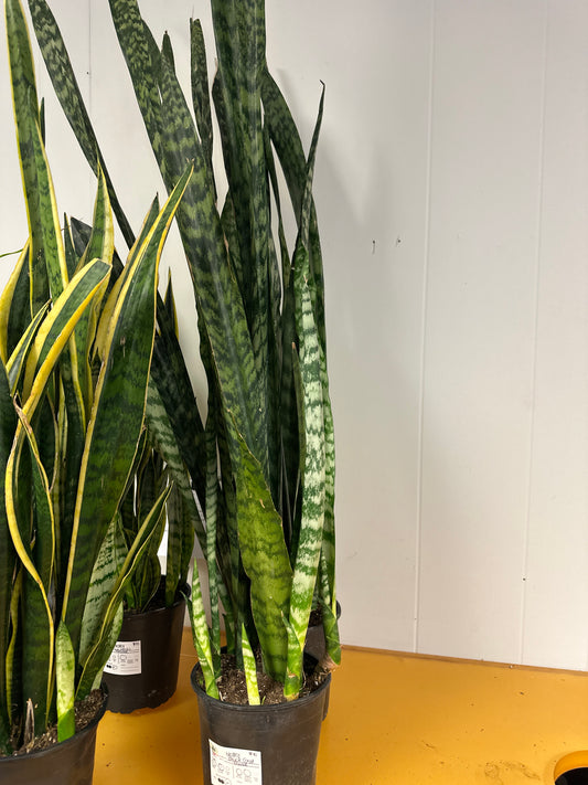 Black Gold Snake 8in Tall