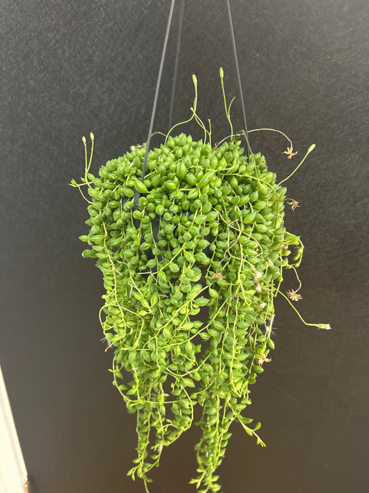 string of tears 5in hanging basket