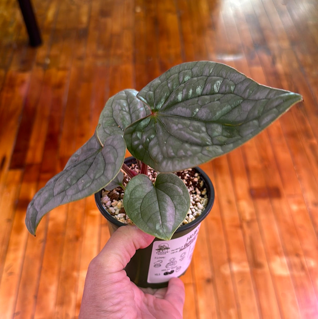 Anthurium Luxurians Platinum